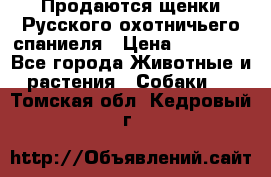 Продаются щенки Русского охотничьего спаниеля › Цена ­ 25 000 - Все города Животные и растения » Собаки   . Томская обл.,Кедровый г.